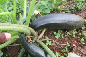 courgettes