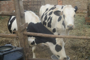 vaches-laitieres