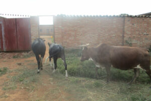 vaches-locales2